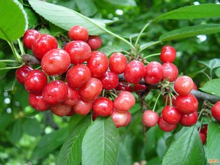 南北樱桃齐上市 早熟品种价格高