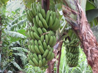 国际香蕉业趋势报告:中国仍为最大消费市场之一 进口增长率成全