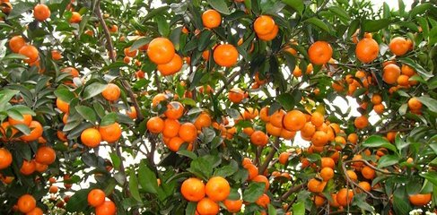 砂糖橘入春价格下降 或带动果市价整体走低